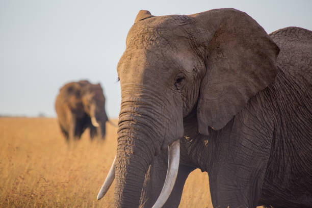 istock Close-up of Elephant Head 926985746