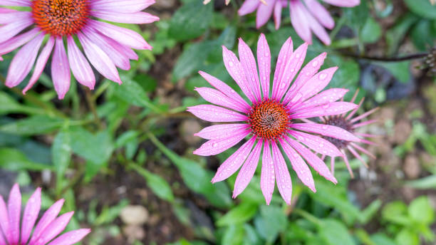 istock Purple Echinacea flower in a garden. 926986644