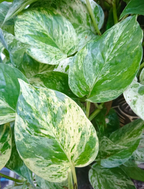 istock The leaf of  Golden pothos 926986822