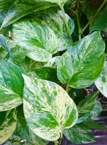 istock The leaf of  Golden pothos 926986824