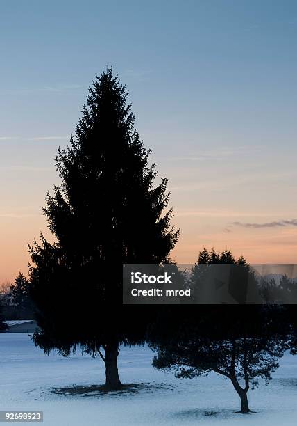 Crepuscolo - Fotografie stock e altre immagini di Abete - Abete, Albero, Ambientazione esterna