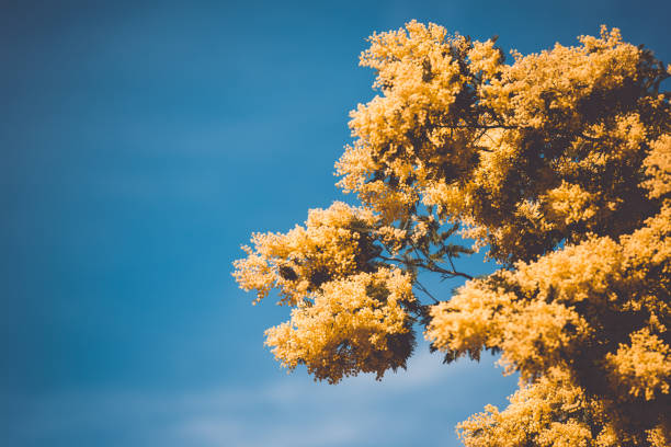 Yellow blooming of mimosa tree in spring. Blue sky as a background.