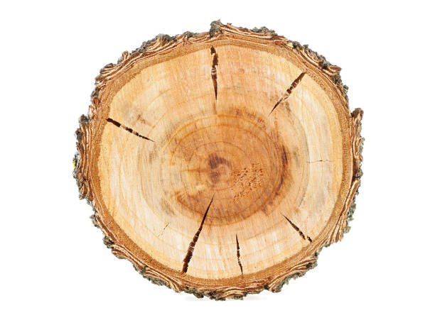 istock Cross section of tree trunk isolated on white background. Apricot tree. 926993966