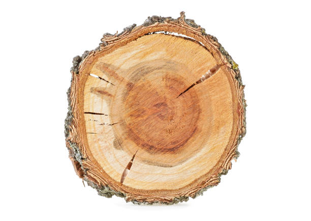 istock Cross section of the apricot tree on white background 926994004