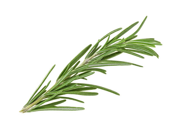 istock Twig of rosemary on a white background 926994016