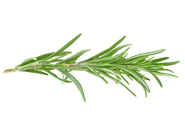 istock Rosemary isolated on white background 926994022