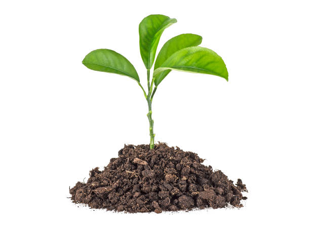 istock Young plant with humus isolated on white background 926994064