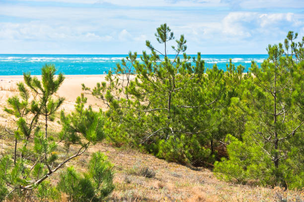 istock Coastal landscape with pine trees and sand dunes 926994110