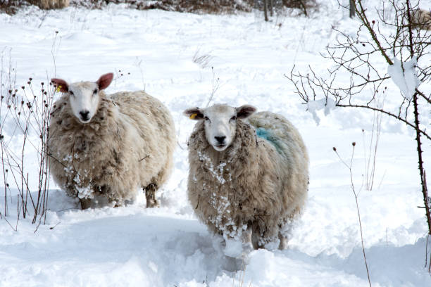 istock Sheep in snow two of a kind 926996540