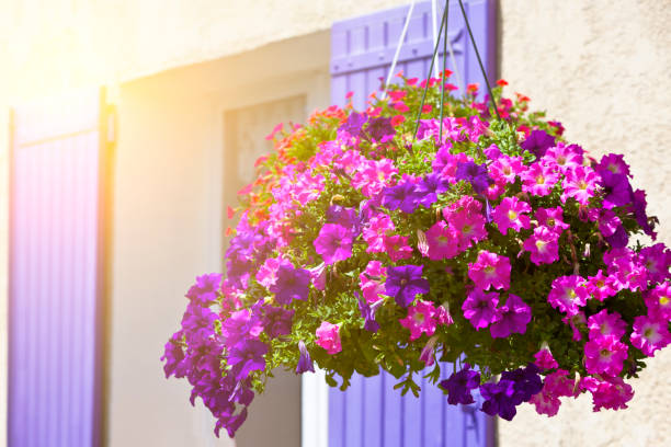 istock Bright petunia flowers on a house wall background 926996592