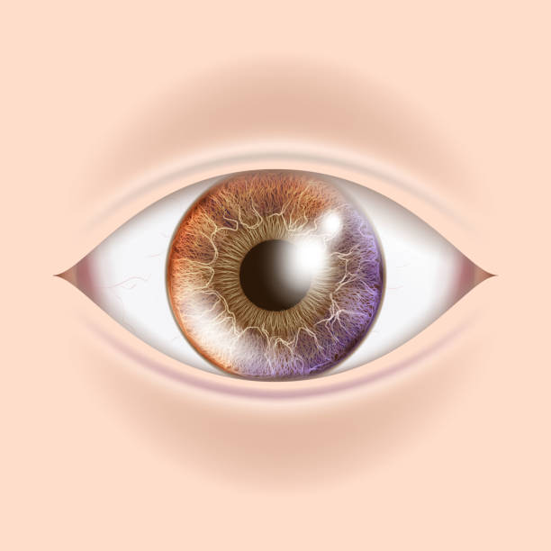 istock Human Eye Vector. Optometrist Check. Organ Test. Realistic Anatomy Illustration 926996898