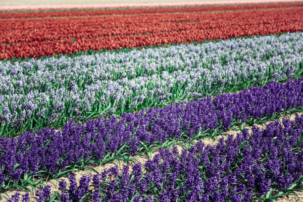 istock Hyacinths field in the Netherlands 926997592