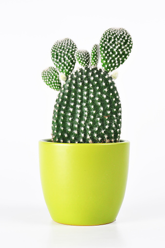 Hermoso Cactus photo