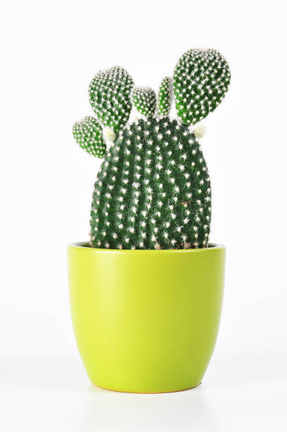 hermoso cactus - ornamental garden plant tropical climate desert fotografías e imágenes de stock