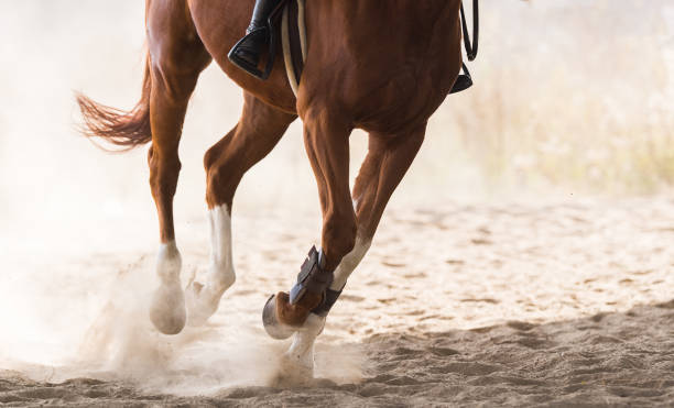 istock A horse riding in the autumn 927001012