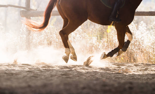 istock A horse riding in the autumn 927001118