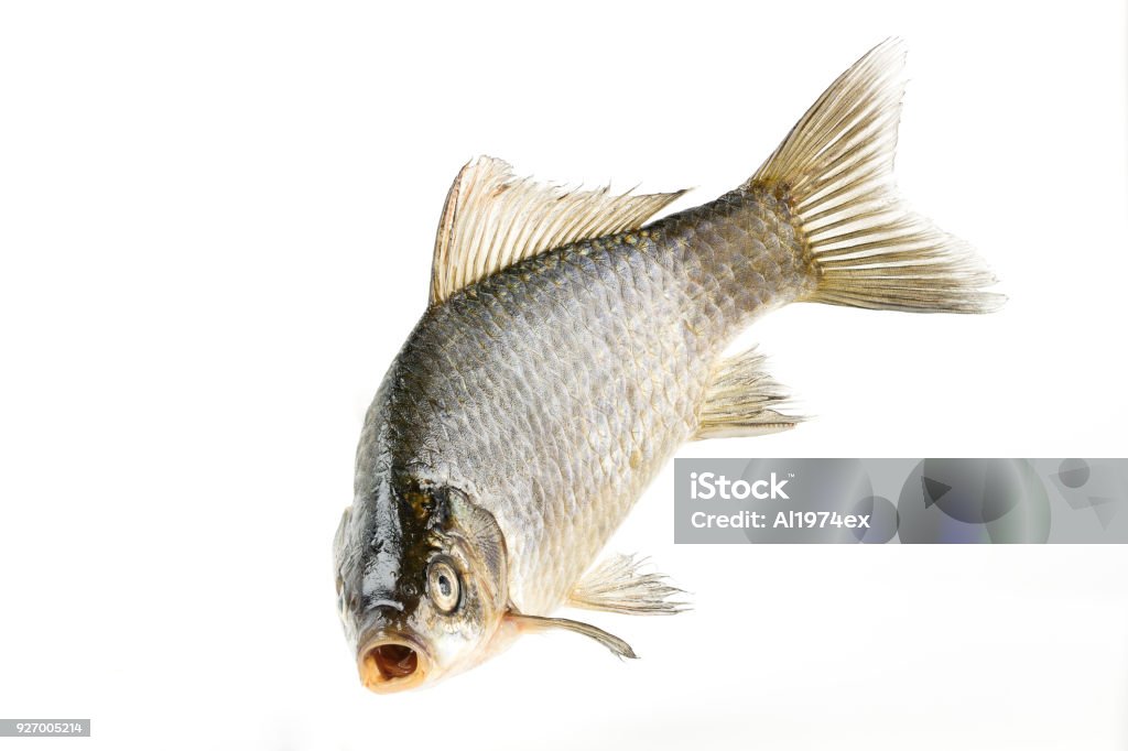 Pesce vivo pesce crocifisso argenteo primo piano isolato su sfondo bianco - Foto stock royalty-free di Pesce