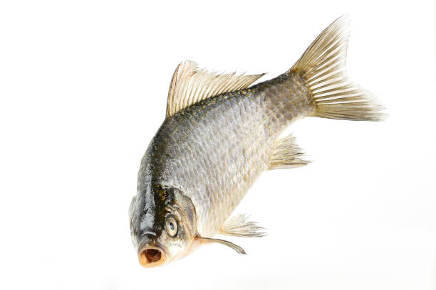 Live fish fish silvery crucifix close-up isolated on white background.The fish swims