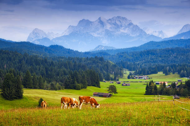istock Alps and cows on pasture. Mountain landscape 927008436