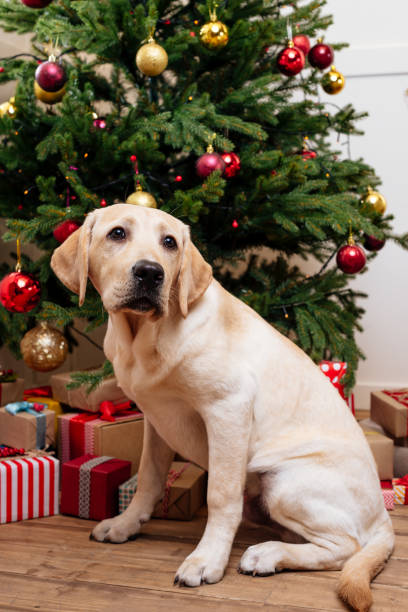 istock dog sitting at christmas tree 927008660