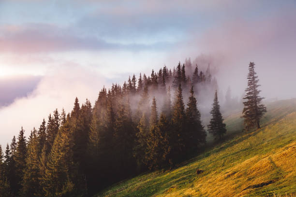 istock Morning fog covered the hills with spruces. 927008682