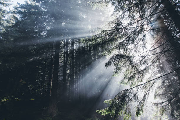 istock Misty forest on mountain slopes in sunlight. 927008790