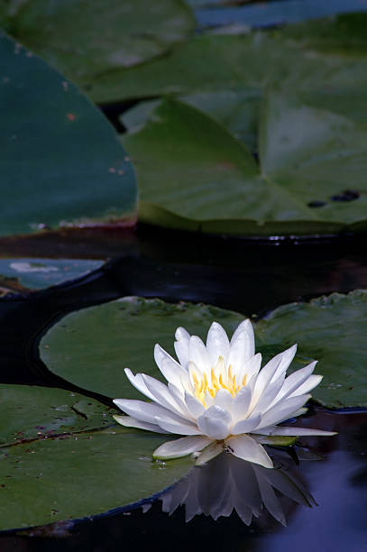istock Water Lily and Lilypads 92700950