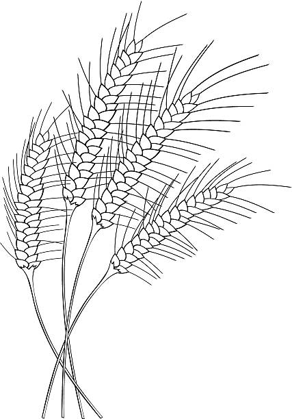 Black and White Stylized Wheat vector art illustration