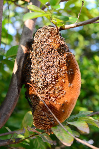 медоносные пчелы - пчелиный улей - bee swarm of insects beehive tree стоковые фото и изображения