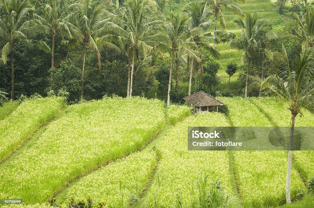 Rice Paddy Field - Foto de stock de Agricultura royalty-free