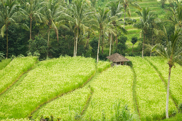 Campo de arroz Paddy - fotografia de stock