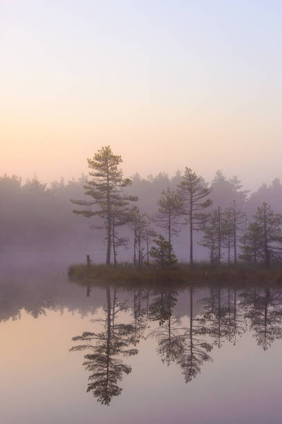 istock Bog landscape in the morning 927011040