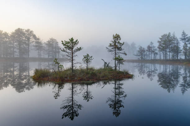 istock Bog landscape in the morning 927011768
