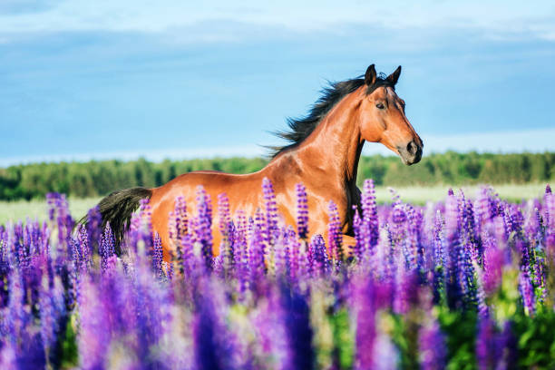 istock Arabian horse running free 927011828