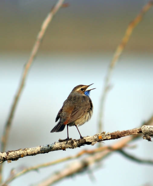 istock The bluethroat sits on a branch 927011890