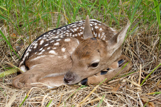 istock The newborn fallow deer lies in a grass 927011932