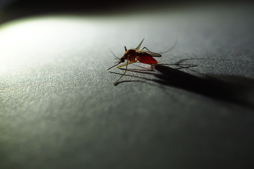 Close up a Mosquito