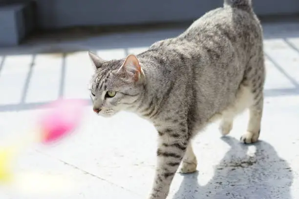 Egyptian mau in a rooftop