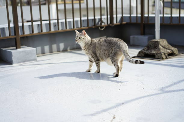 istock Egyptian mau in a rooftop 927013114