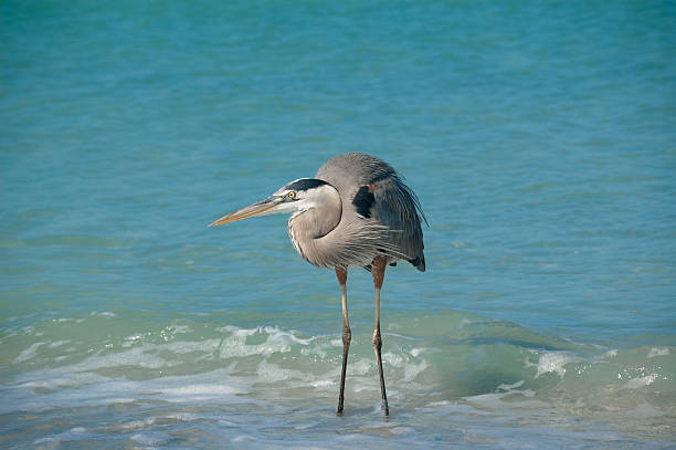 istock Great Blue Heron Crouching in the Florida Surf 92701344