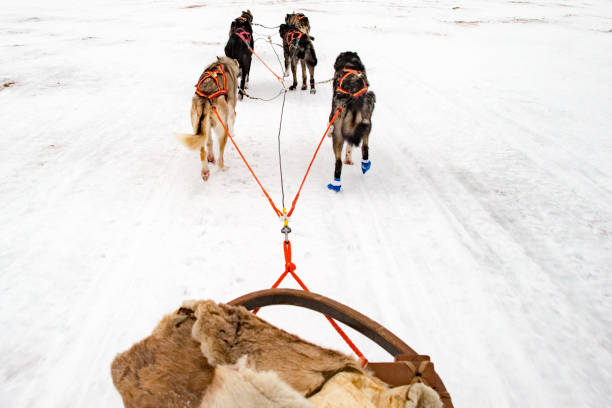 istock Sled dog running in the snow 927015684