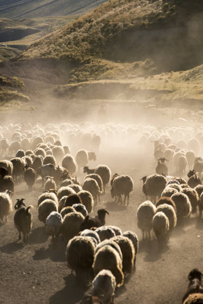 istock A flock of sheep 927016150