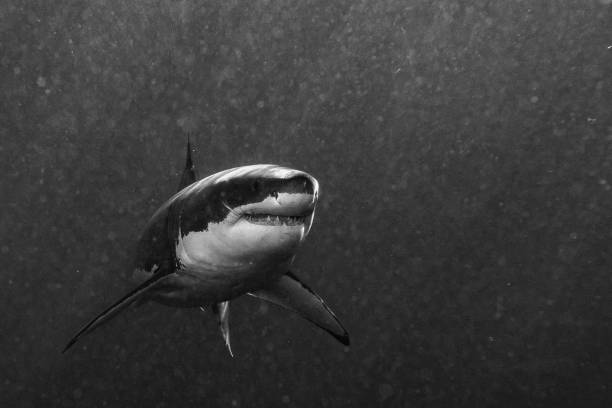 istock Great White shark ready to attack in b&w 927016256