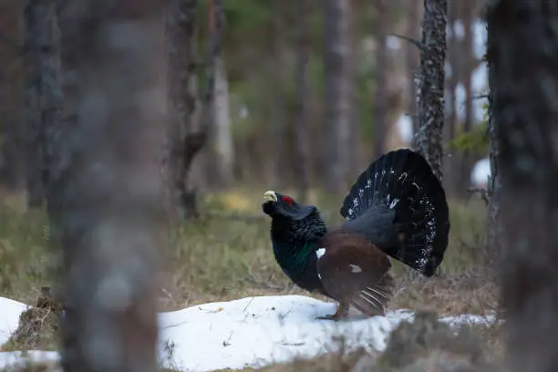 western capercaillie (Tetrao urogallus), male bird in the pine forest, spring