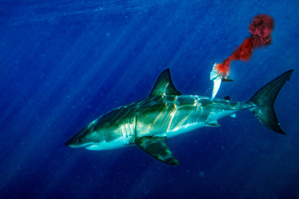 red blood in water Great White shark attack while coming to you from deep ocean