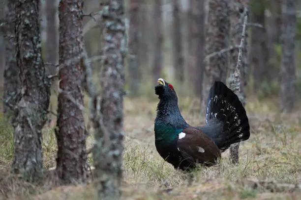 western capercaillie (Tetrao urogallus), male bird in the pine forest, spring