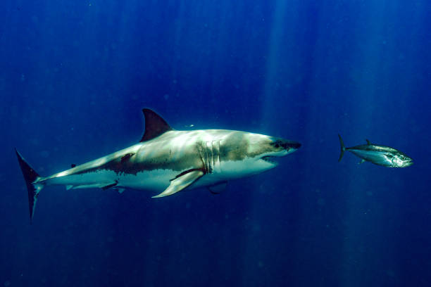istock Great White shark attacks tuna blood in water 927016394
