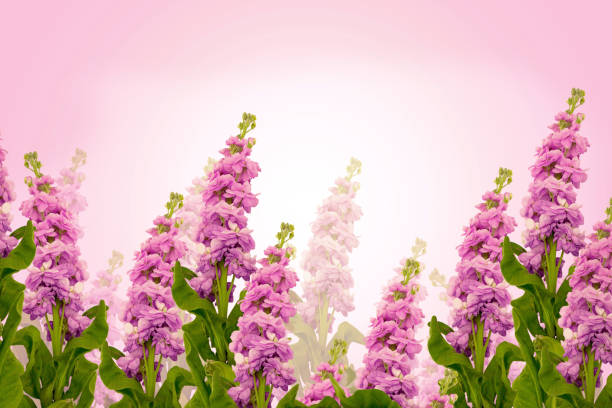 beautiful Summer background with flowers of matthiola