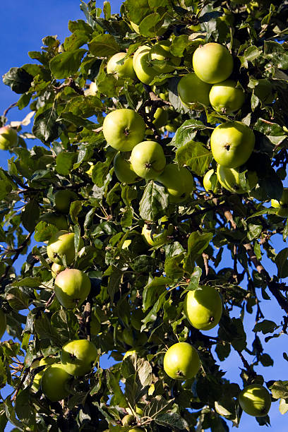 istock Ripe green apples hanging in a tree 92701969