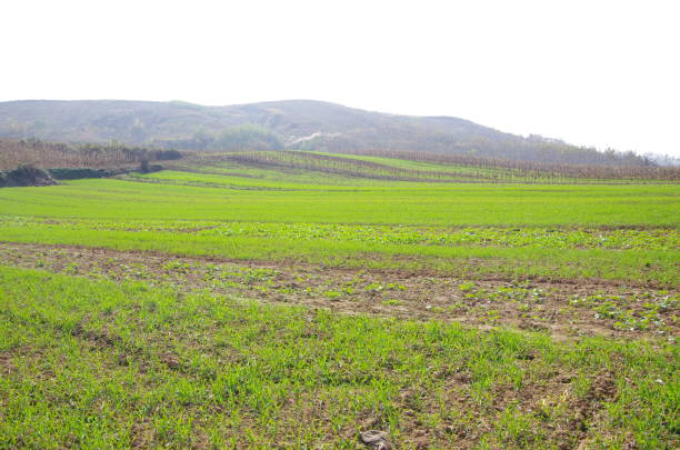istock Persimmon trees and the countryside. 927020668
